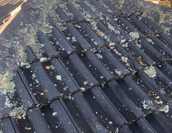 Moss & Lichen Control Treatment Moss & Lichen Control Treatment